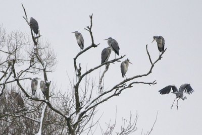 Kėdainiuose žiemojantys paukščiai – baltasis ir pilkasis garniai./Gražvilės Vaitiekūnienės nuotr.