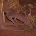 Atokų Australijos miestelį sutemus okupuoja ištroškusios kengūros