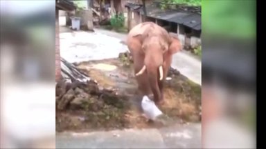Vieno Kinijos kaimo gyventojams ramybės neduoda įžūlus dramblys