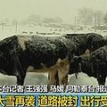 Kinijoje gelbėtojai iš po sniego ištraukė kupranugariuką