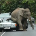 Tailande nufilmuota, kaip dramblys suknežina automobilį