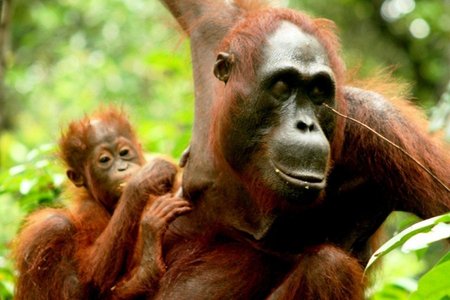 Orangutanai