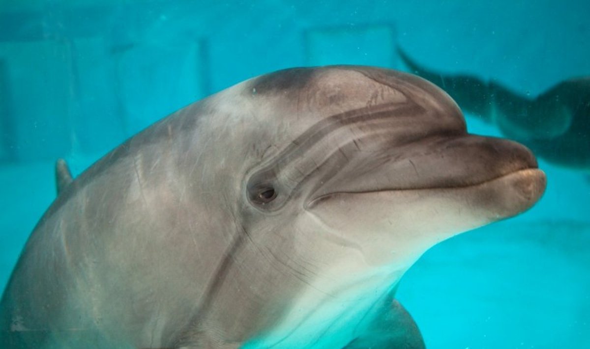 Vieno eksperimento metu mokslininkė santykiavo su delfinu