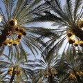 Palmių auginimo namuose ypatumai