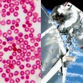 Iš kosmoso grįžusių astronautų organizme – reikšmingi pokyčiai: mokslininkai pamatė, kas nutinka kraujo kūneliams