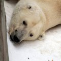 Nerimas zoologijos sode: lokiui Kasparui įtariamas vėžys