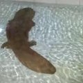 Stulbinantis vaizdas: aptikta 200 metų amžiaus salamandra, kuri atrodo lyg monstras iš kito pasaulio