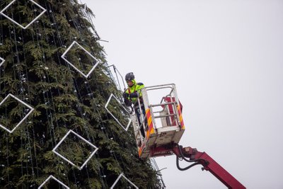 Vilniuje puošiama pagrindinėsostinės kalėdinė eglė