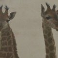 Kinijoje esančiame zoologijos sode lankytojus pasitinka žirafos jaunikliai dvyniai