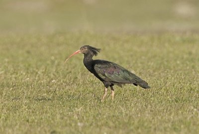 Šiaurinis pilkasis ibis - paukštis, kurį mokslininkai mėgina parsivilioti į Europą
