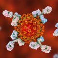 Atsakė, kuriems pacientams, net ir persirgus koronavirusu, testai gali parodyti mažą antikūnų kiekį
