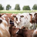 Pieno sektoriuje prognozuojamas paradoksas – Lietuva pinigais remtų latvių ir estų ūkininkus