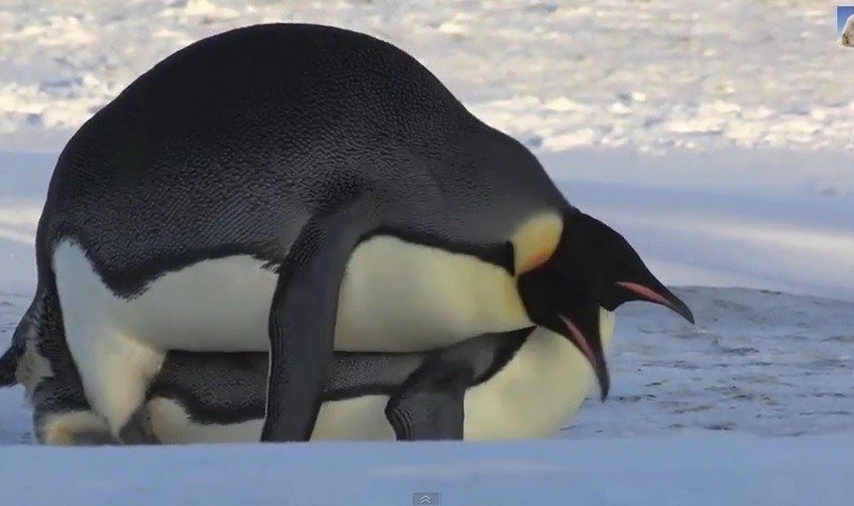 Imperatoriškieji pingvinai bando poruotis