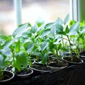 Daržas ant palangės: ką ir kaip galime auginti namuose?