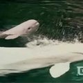 Kanadoje žmonės stebėjo baltojo delfinuko gimimą