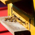 Kaip peržiemojo bitės, išduoda avilio garsai