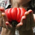 Išskirtinių pomidorų veislių medžiotoja derlių savo šiltnamyje skina iki lapkričio