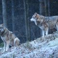 Vilkų medžioklės sezonas baigėsi: limitas pasiektas anksčiau