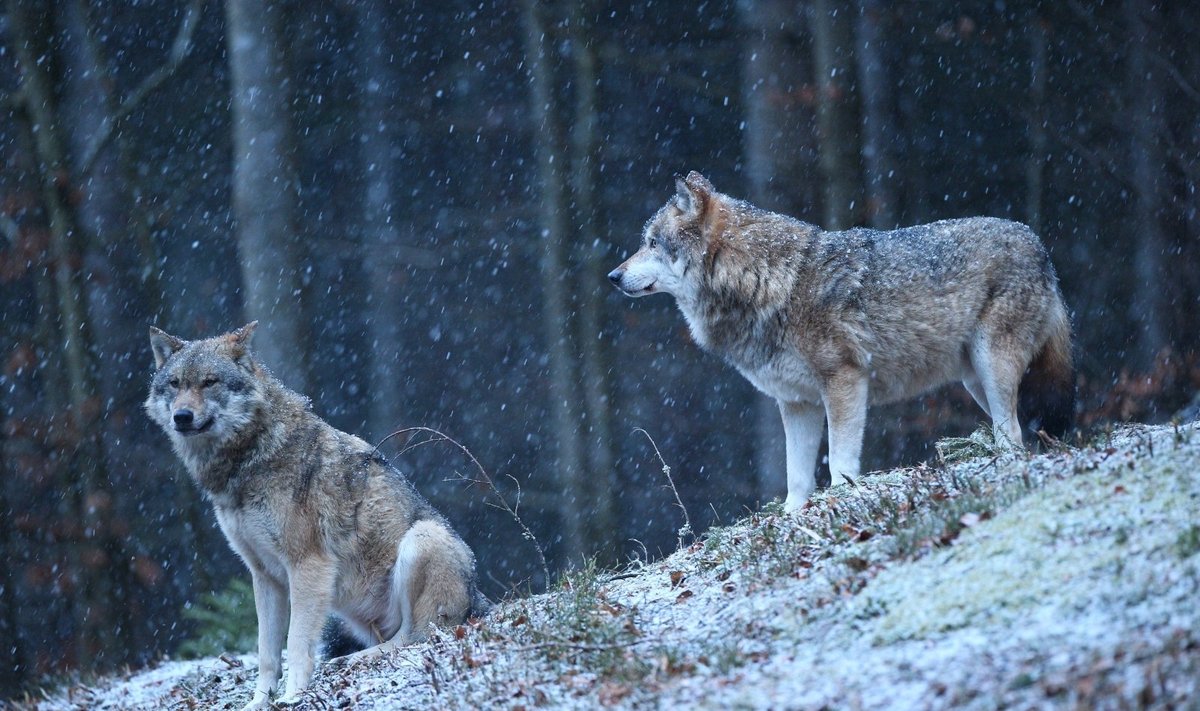 Vilkai žiemą