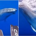 Užfiksavo nepaprastą akimirką: milžiniškas banginis prisiartino prie narų pažaisti