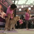 Honkonge naujas pasaulio rekordas – į šunų jogos užsiėmimą susirinko daugiausia keturkojų