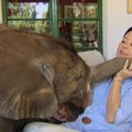 Mielas išdykėlis: drambliukas nesitraukia nuo jį išgelbėjusios moters ir jaukia jos namus