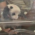 Madrido zoologijos sode pristatyti naujagimiai pandos dvynukai