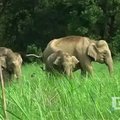 Indijos parke drambliams po oda įmontuotos mikroschemos