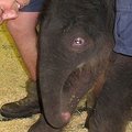 Melburno zoologijos sode dramblio patelė susilaukė jauniklio