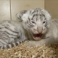 Lenkijos zoologijos sode pasaulį išvydo keturi baltieji tigriukai