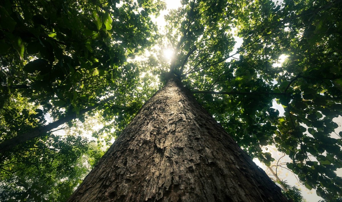 Medžiai Shutterstock