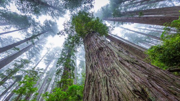 Valstybinių miškų urėdijai nustatytos didesnės nei ji prašė miško priežiūros, apsaugos ir pertvarkymo normos