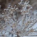 [Delfi trumpai] Lijundra sukūrė nepaprastą reginį gamtoje: lauko augalai virto ledo skulptūromis
