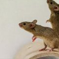 Dalis pelių nėra linkusios dainuoti laboratorijose: pasiklausykite jų talento