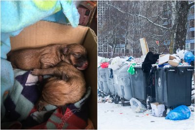 Vilniuje išmesti dviejų dienų šuniukai