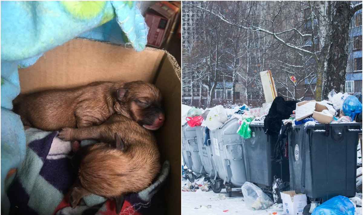 Vilniuje išmesti dviejų dienų šuniukai