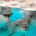 Vos grįžus delfinams, pasipylė priekaištai dėl jų gyvenimo sąlygų