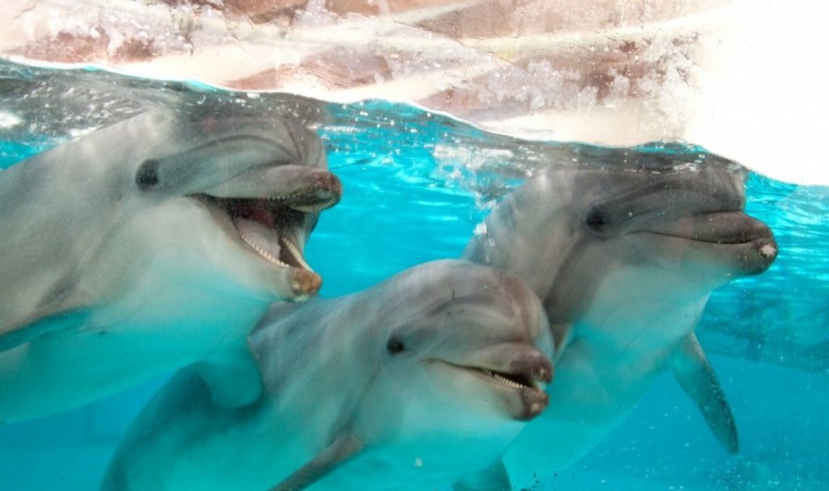 Delfinai naujose jūrų muziejaus patalpose 
