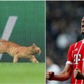 Stambule – mačą pristabdęs rudaplaukis katinas ir tvirta „Bayern“ pergalė