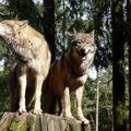 Eksperimentas: ar pavyks apsaugoti gyvulius nuo vilkų?