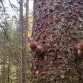 Grybauti išėjusi Daiva nepatikėjo tuo, ką pamatė miške: ekspertas paaiškino, kada taip nutinka