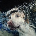 Savaitgalį sostinėje – neeilinės pramogos: vyks šunų šuolių į vandenį turnyras