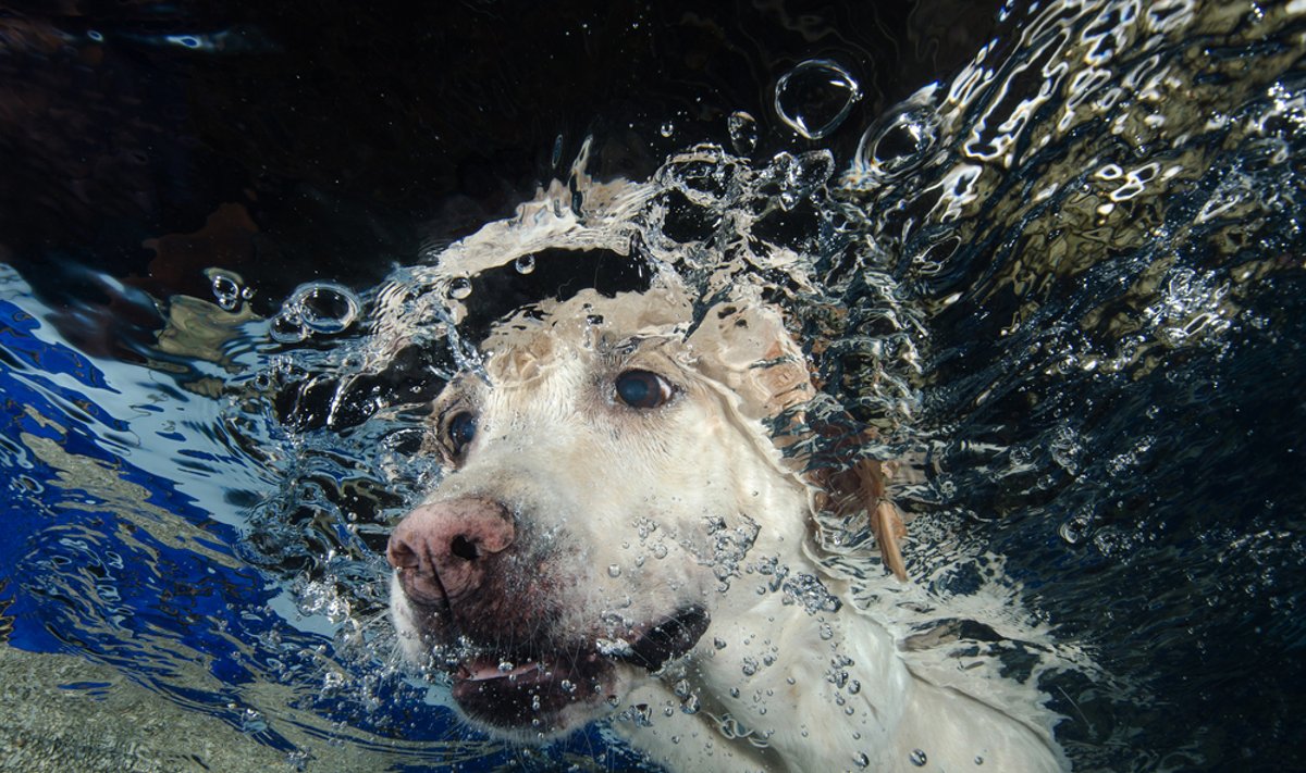 Šuo po vandeniu