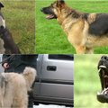 Penkios pavojingiausios šunų veislės