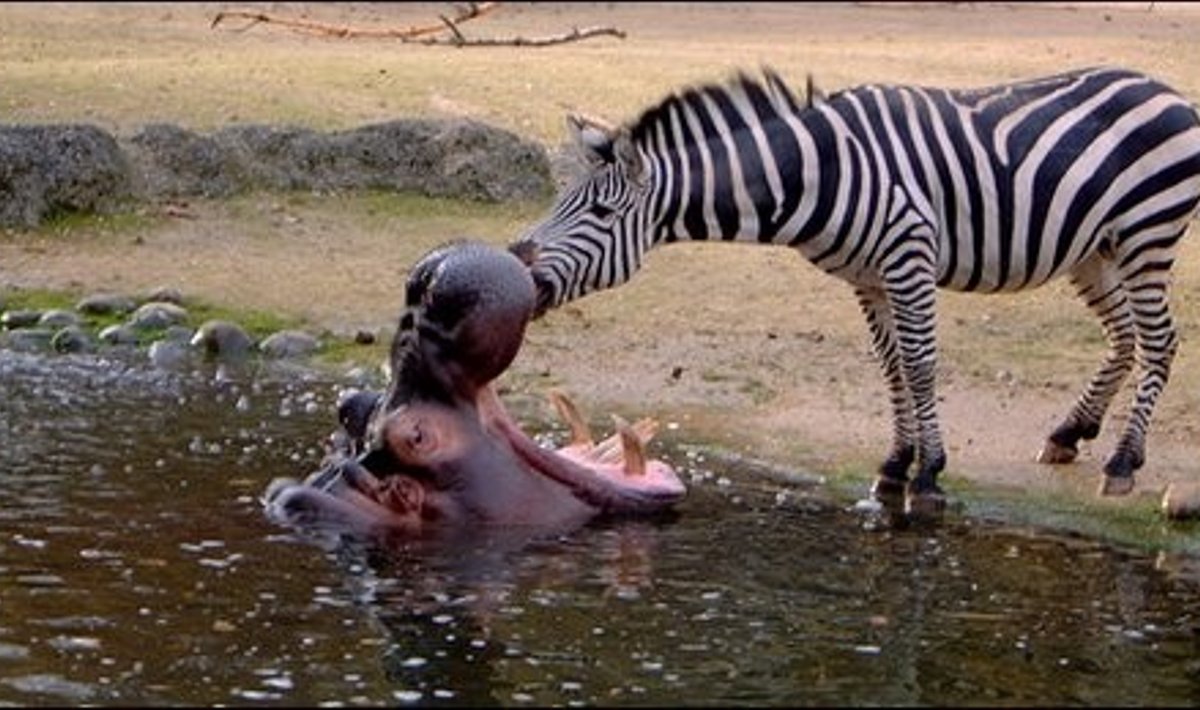 Zebras valo begemoto dantis, J.Sonsteby/Solent News nuotr.