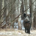 Renkami parašai prieš intensyvią šernų medžioklę