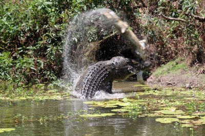 Briaunagalvis krokodilas sviedžia mažesnį krokodilą