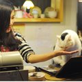 „Kačių kavinės“ - naujovė, gimusi Japonijoje, užkariavusi Europą ir besibeldžianti į Lietuvą