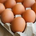 Lietuviški kiaušiniai galės keliauti į Kanadą