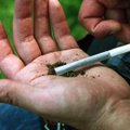 Kolorade ir Vašingtone legalizuota marihuana pramogų tikslais